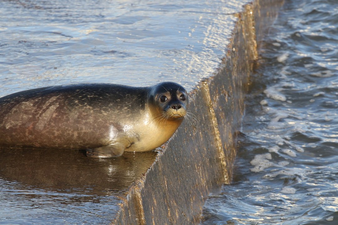 Adorable baby seal is released into the wild in Whitley Bay after weeks ...