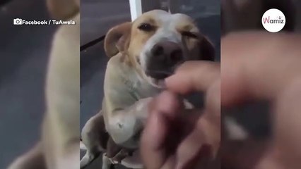 Man holds hand out to stray: He never expected the dog's incredible reaction
