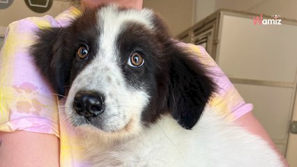 Le chiot endure les pires souffrances : en croisant sa route, son sauveur va faire tourner la roue du destin