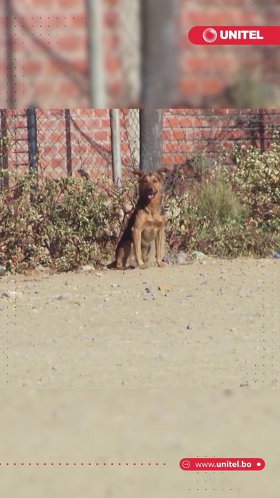 No fue mordida por animales ni presentó síntomas típicos de la enfermedad: la extraña muerte de una adolescente a causa de la rabia preocupa a las autoridades de salud en Bolivia. ¿Qué es lo que se sabe sobre este caso?