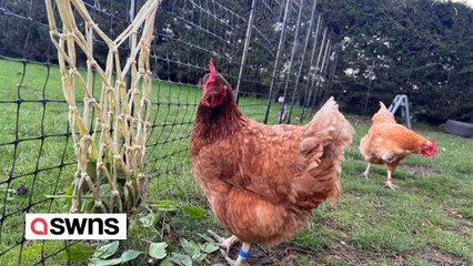 Woman has opened an all-inclusive, five-star hotel for CHICKENS