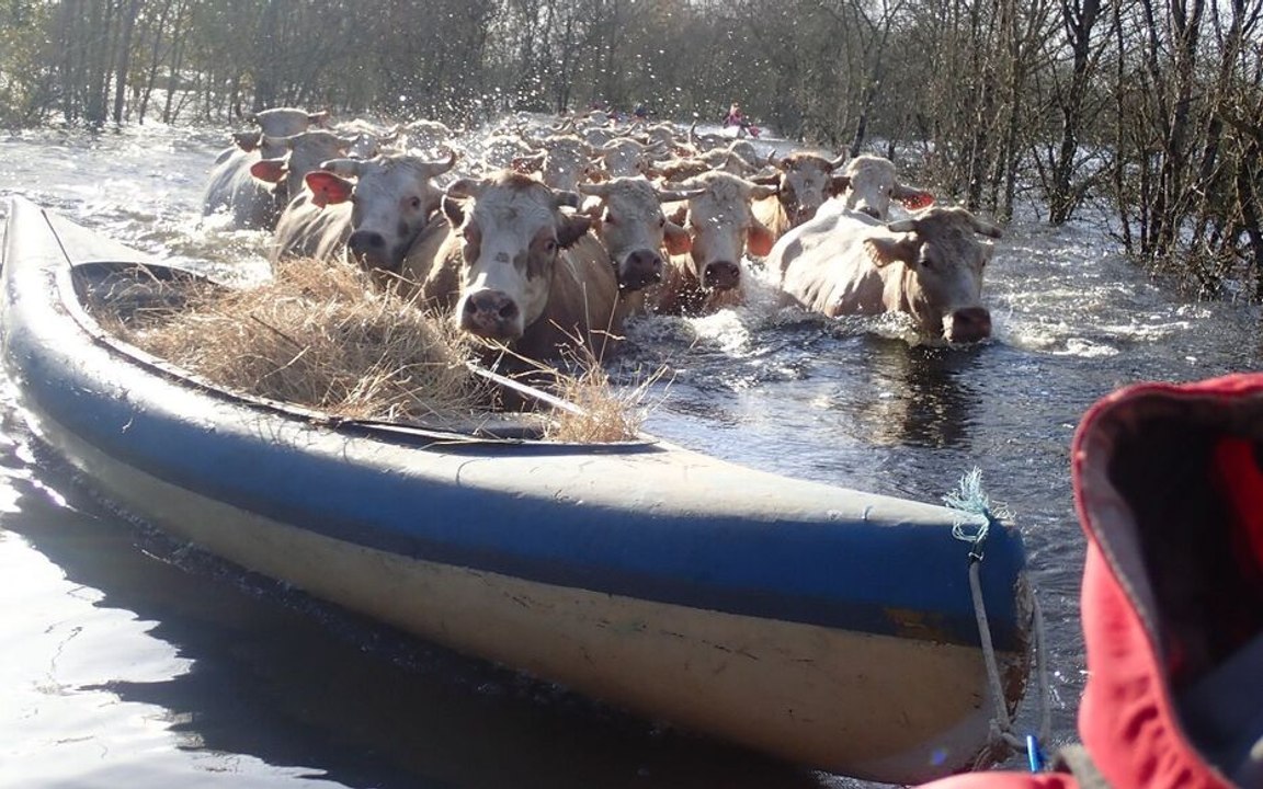 Plus de 50 vaches sauvées des eaux grâce à un kayak rempli de foin : « C’était un risque énorme »