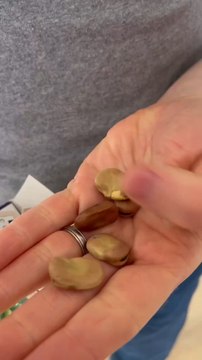 Quand on réalise un semis de fèves, c’est soit que la saison débute soit qu’elle se termine ! ‍