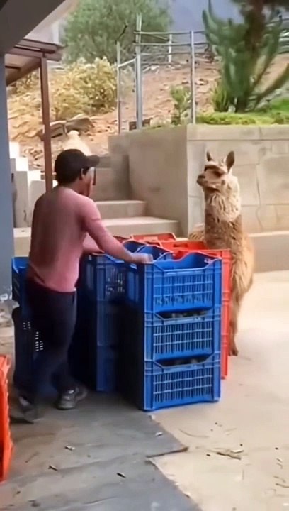 Best funny video