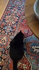 Squid the Cat Sneaks Halloween Candy