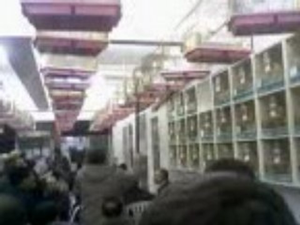 İstanbul Aksaray Kanarya Sevenler Derneği Mezat