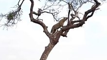 Leopard Hunts Monkey in a High-Stakes Treetop Chase!
