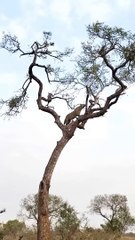 Leopard Hunts Monkey in a High-Stakes Treetop Chase!
