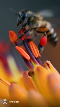 Spring is on its way and the bees are hard at work - at Londolozi, South Africa