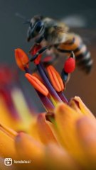 Spring is on its way and the bees are hard at work - at Londolozi, South Africa