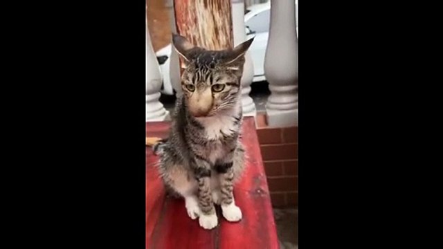 Ce chat a perdu contre les abeilles