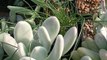 Succuland.fr Producteur de cactus et succulentes en Bretagne.