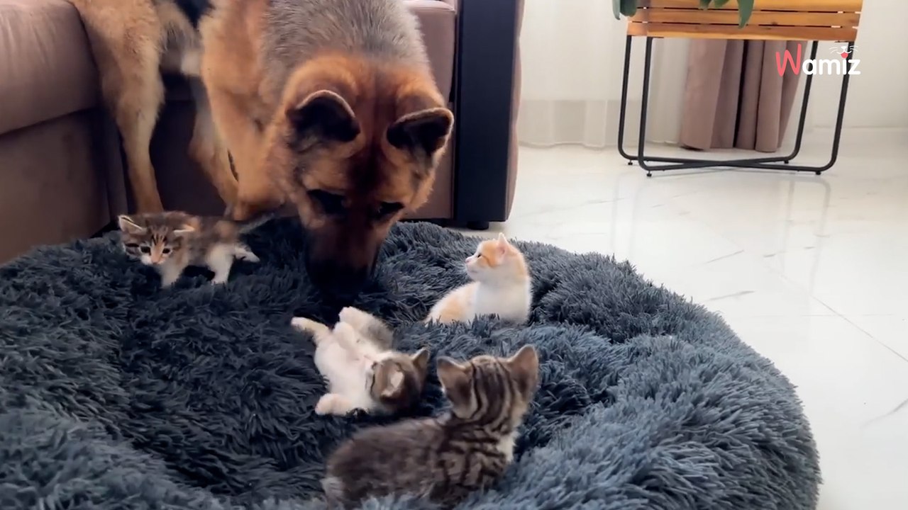 Vier Kätzchen stehlen das Körbchen vom Schäferhund: Seine Reaktion ist PERFEKT
