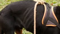Rottweiler auf grausame Weise im Wald ausgesetzt: Rettung in letzter Sekunde