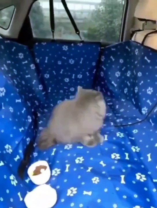 Juste de siège arrière de voiture imperméable pour chien de compagnie,