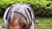 Extensible chat sangle sangle de sac à dos transparent pour animaux de compagnie à grande échelle la capsule bulle sac à dos de voyage sac de voyage pour animaux de compagnie de haute qualité