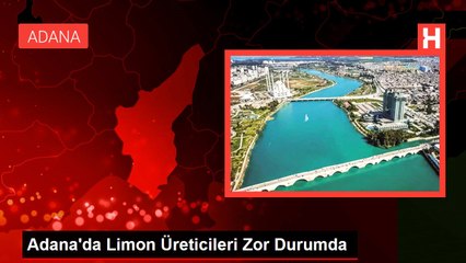 Adana'da Limon Üreticileri Zor Durumda