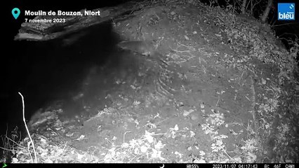 Une loutre d'Europe filmée en centre-ville de Niort