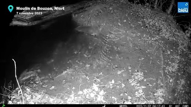 Une loutre d'Europe filmée en centre-ville de Niort