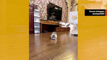 Tämä video koirista, kissoista, ankoista, vuohista ja pikkupossusta piristää viikonloppuasi