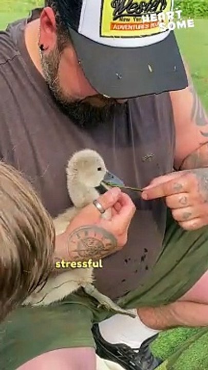 Heartsome Rescue: Gentleman Saves Choked Baby Swan from Seaweed Struggle!