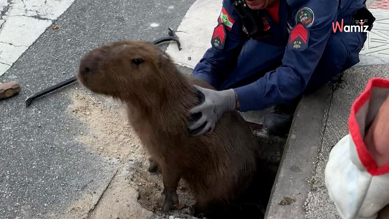 Strażacy podnoszą kratkę ściekową i ratują największego gryzonia na świecie (video)