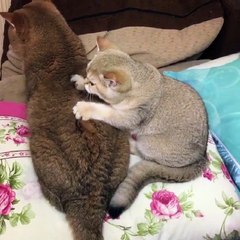 Collection of cute and funny cats