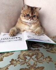 Collection of cute and funny cats