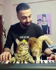 Collection of cute and funny cats