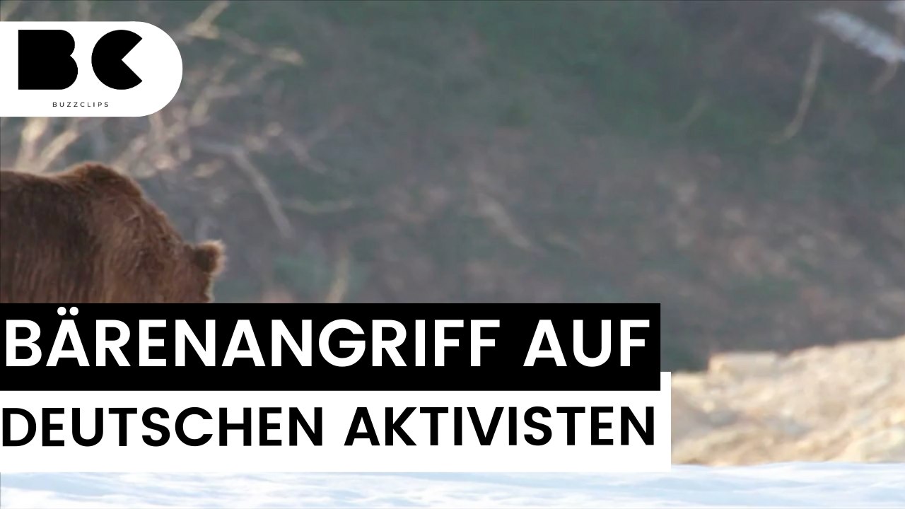 Bär geht auf deutschen umweltaktivisten los