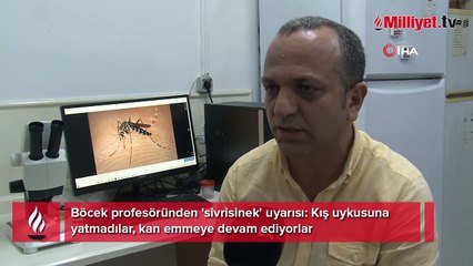 Böcek profesöründen 'sivrisinek' uyarısı: Kış uykusuna yatmadılar, kan emmeye devam ediyorlar