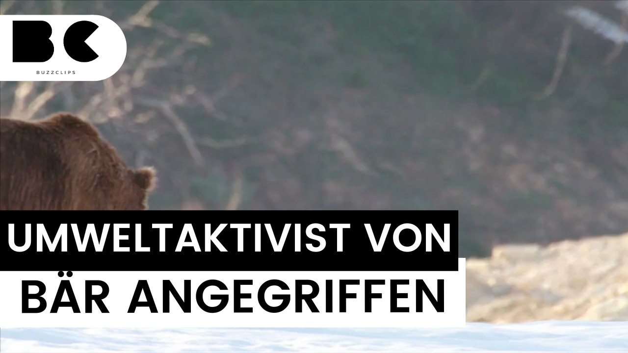Bärenangriff auf deutschen Umweltaktivisten!