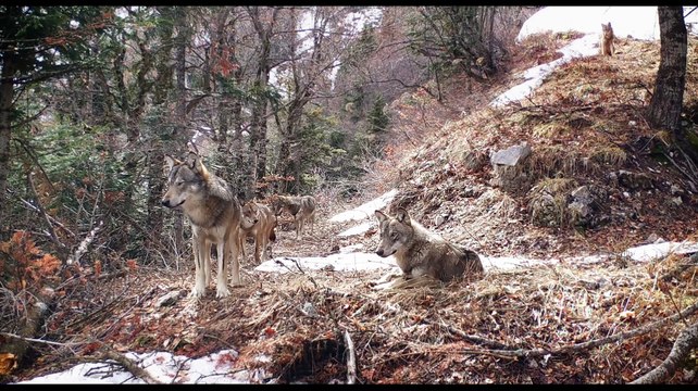 VIVRE AVEC LES LOUPS Film