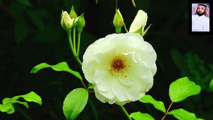 تلاوة هادئة راحه لأعصابك وقلبك قرآن علي الفرهود