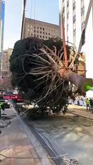 L’emblématique sapin de Noël du Rockefeller Center 2023 vient d’être installé !