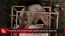 Tunceli'de anne ve yavru ayılar yiyecek bulmak için şehre indi