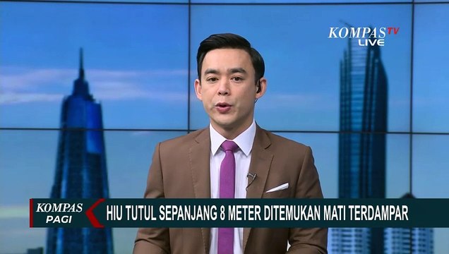 Hiu Tutul Sepanjang 8 Meter Ditemukan Mati Terdampar di Pantai Palihan Kulon Progo