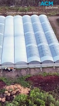 Operation Victor Economy: seizes $60 mill of drugs in farm raids