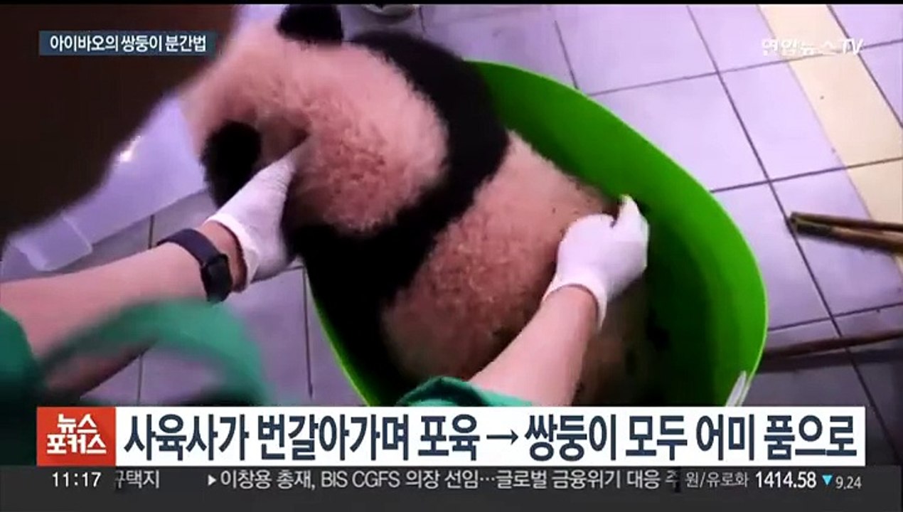 쌍둥이 판다들, 엄마가 어떻게 구분할까?…일반공개는 내년 초쯤