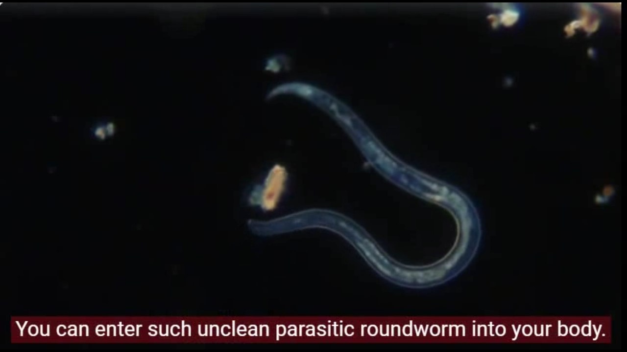 You can enter such unclean parasitic roundworm into your body - video ...