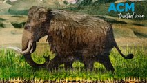 Woolly Mammoths could be our climate saviours