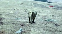 Ardahan'da fil alarmı! Vatandaş, jandarma, polis fil avına çıktı