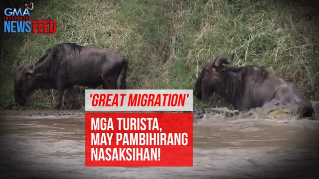 Mga turistang dumayo para sa 'Great Migration,' may pambihirang nasaksihan! | GMA Integrated Newsfeed