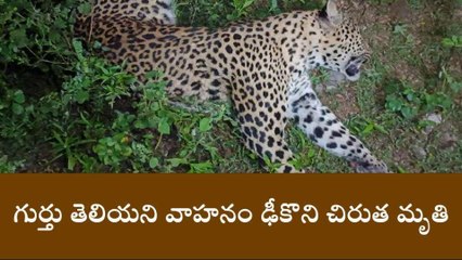 చిత్తూరు: జిల్లాలో చిరుత మృతి కలకలం