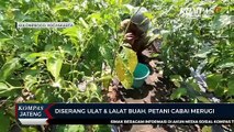 Diserang Ulat dan Lalat Buah, Petani Cabai Merugi