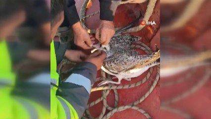 Denizin ortasında ölümü bekleyen martıyı ağdan balıkçılar kurtardı