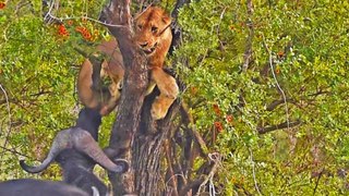 Buffaloes that Trap Lion in Tree Try Bite his Balls