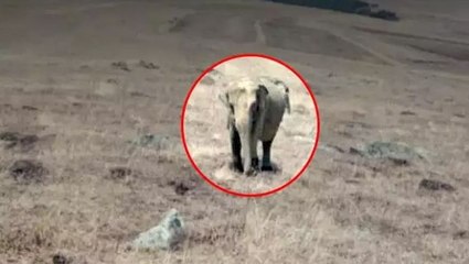 Ardahan'da fil mi görüldü? Valilik yaptığı açıklama ile tartışmalara noktayı koydu