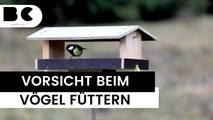 Vögel füttern: Das sollten Sie vermeiden