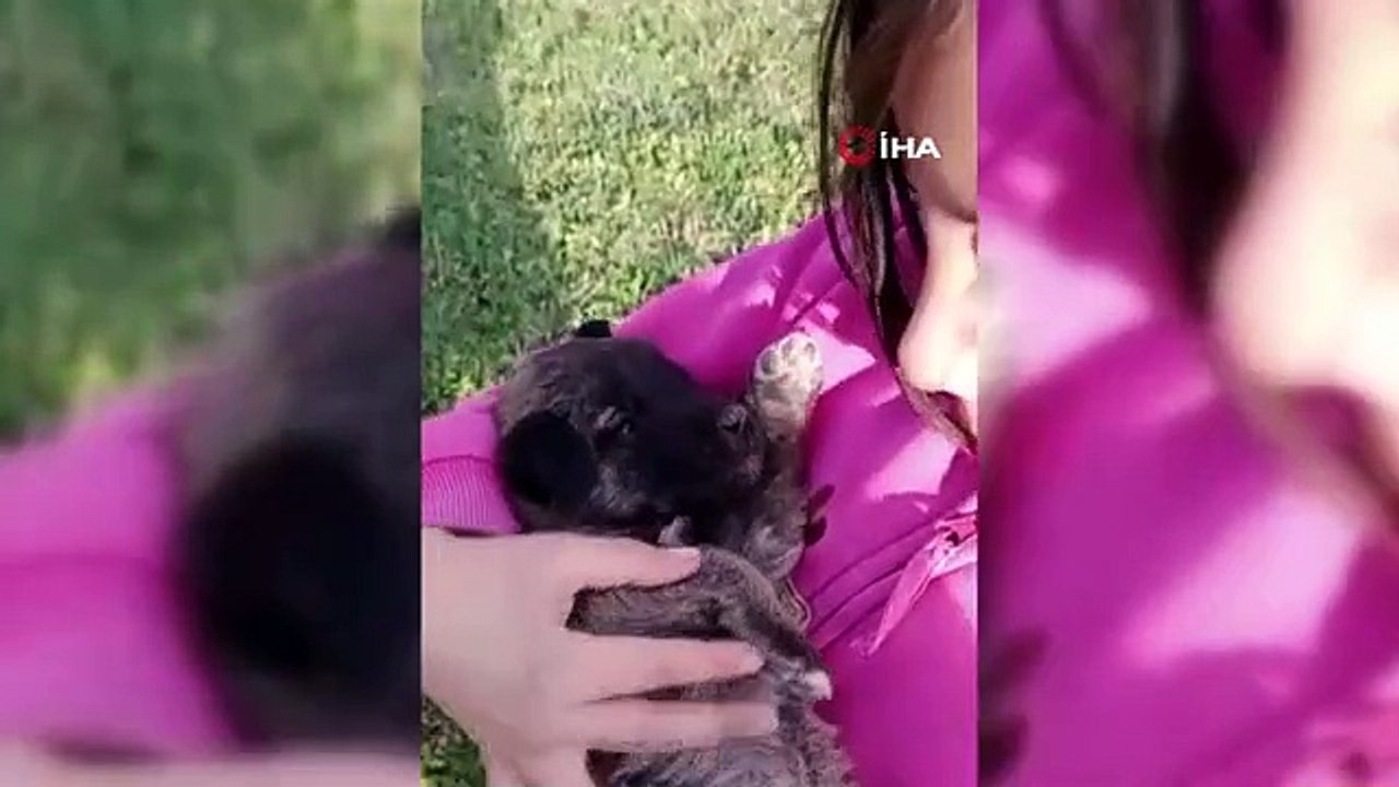 Sivas'ta yürek ısıtan görüntüler...İnek otlatırken buldukları yavru köpeği ninni ile uyuttular